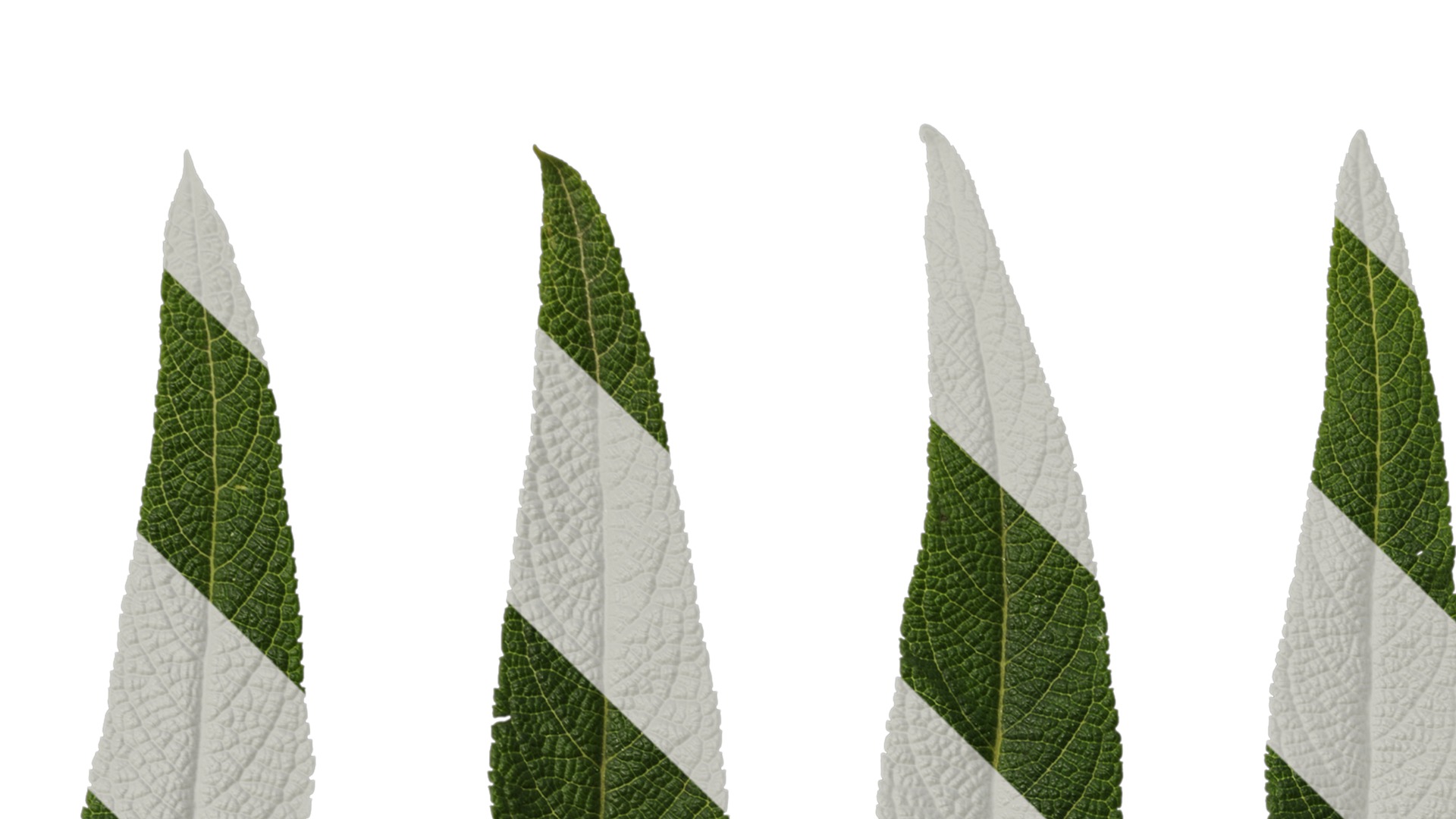 Anydrafts Salvia leucantha danielles Leaf 01 Texture_1