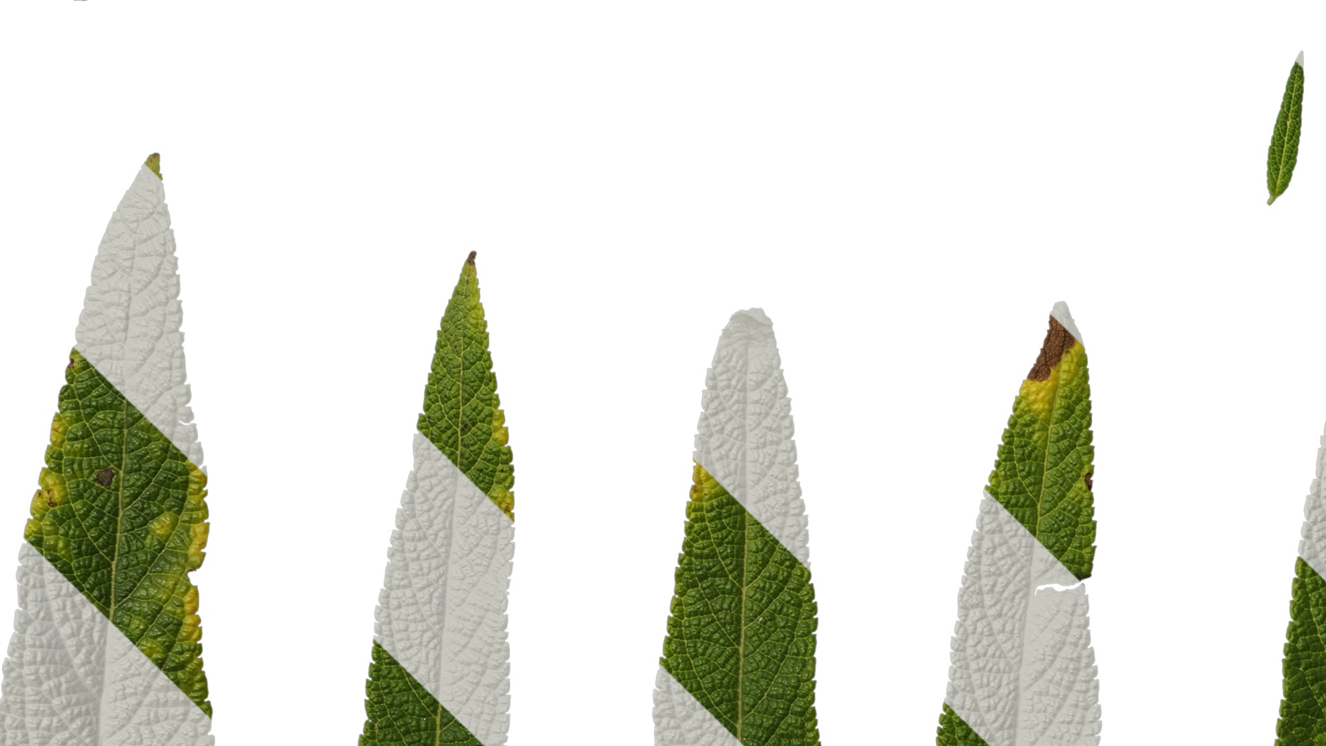 Anydrafts Salvia leucantha danielles Leaf 01 Texture_5