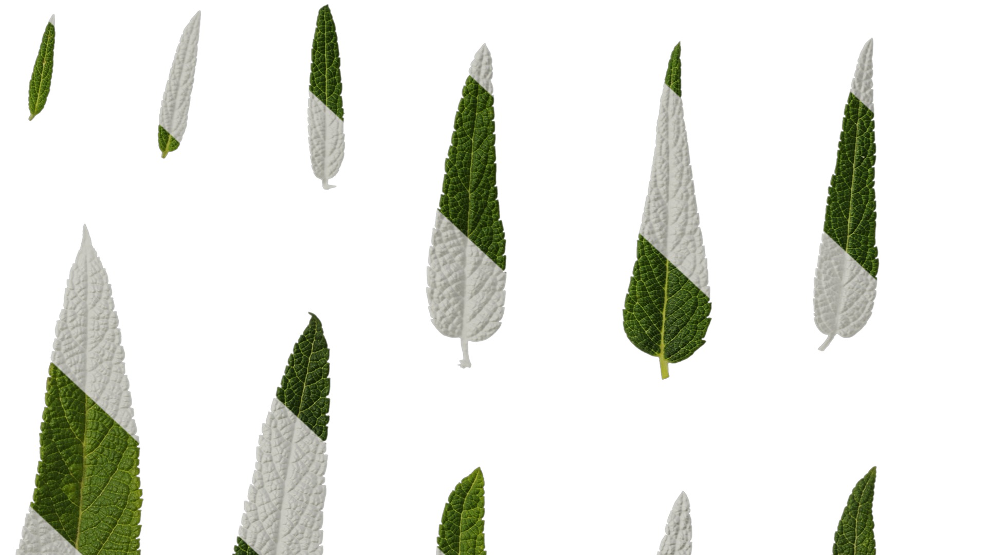 Anydrafts Salvia leucantha danielles Leaf 01 Texture_6