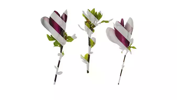 Anydrafts Magnolia liliiflora Atlas 01