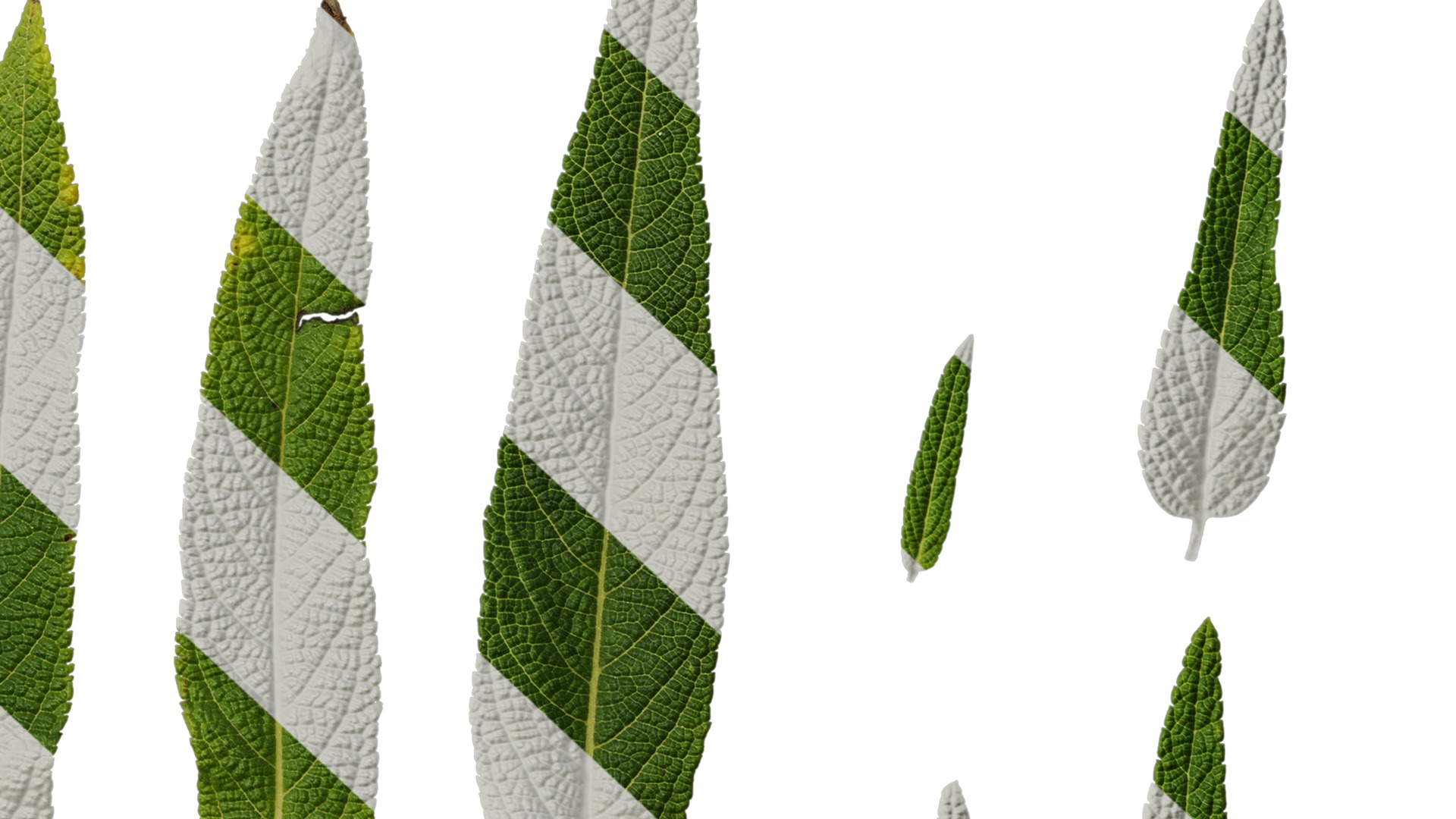 Anydrafts Salvia leucantha danielles Leaf 02 Texture_6