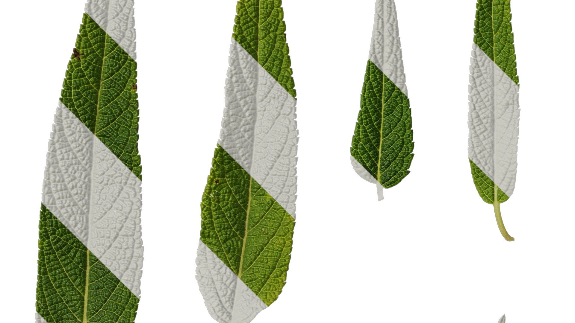 Anydrafts Salvia leucantha danielles Leaf 02 Texture_2