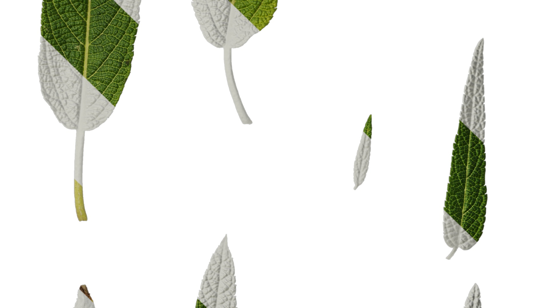 Anydrafts Salvia leucantha danielles Leaf 02 Texture_4