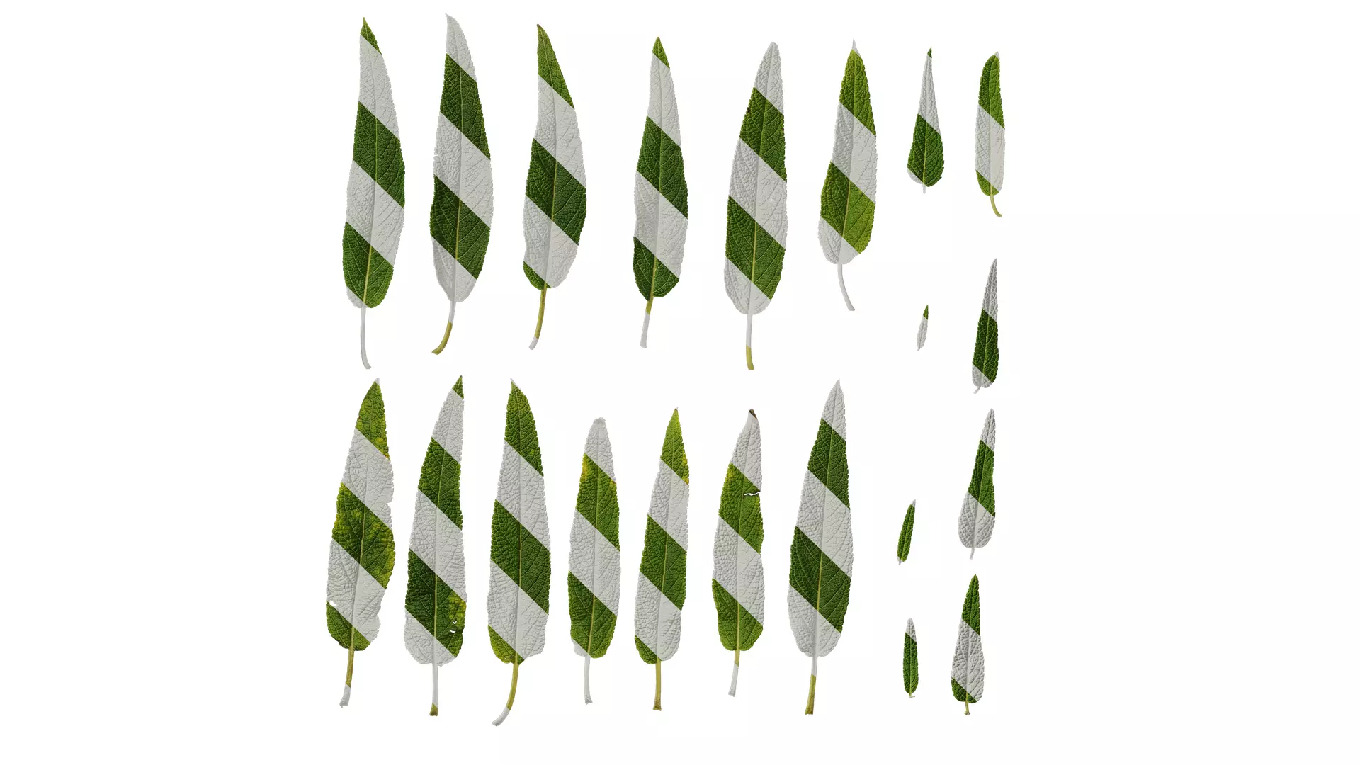 Anydrafts Salvia leucantha danielles Leaf 02 Texture_0