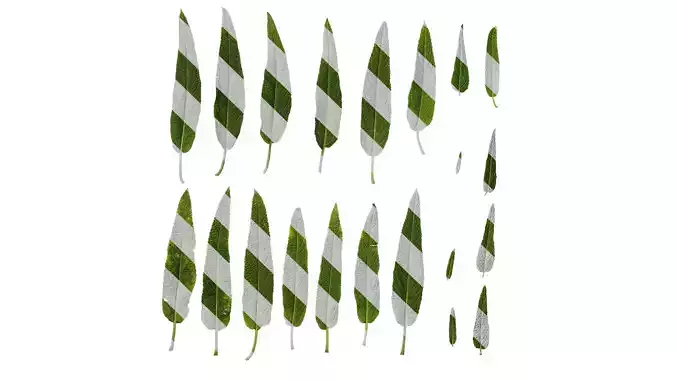 Anydrafts Salvia leucantha danielles Leaf 02