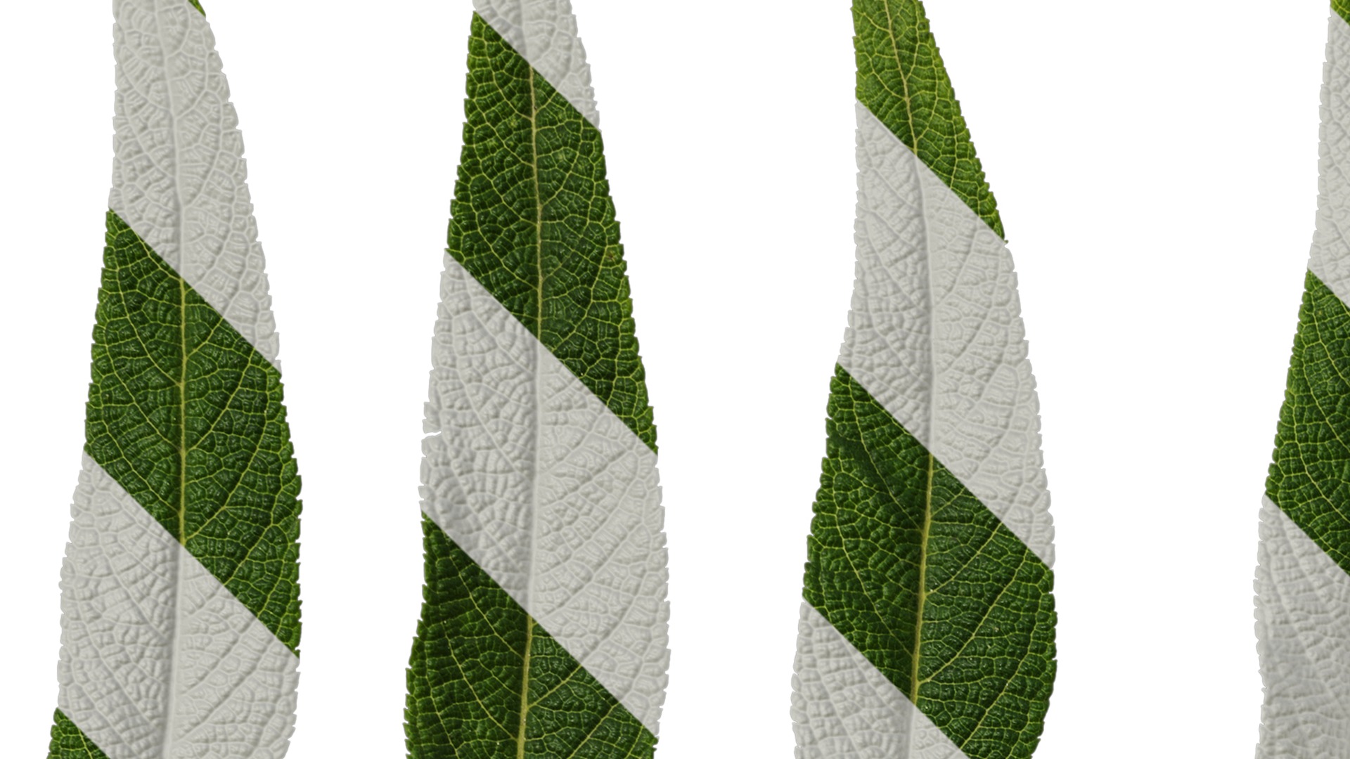 Anydrafts Salvia leucantha danielles Leaf 02 Texture_1