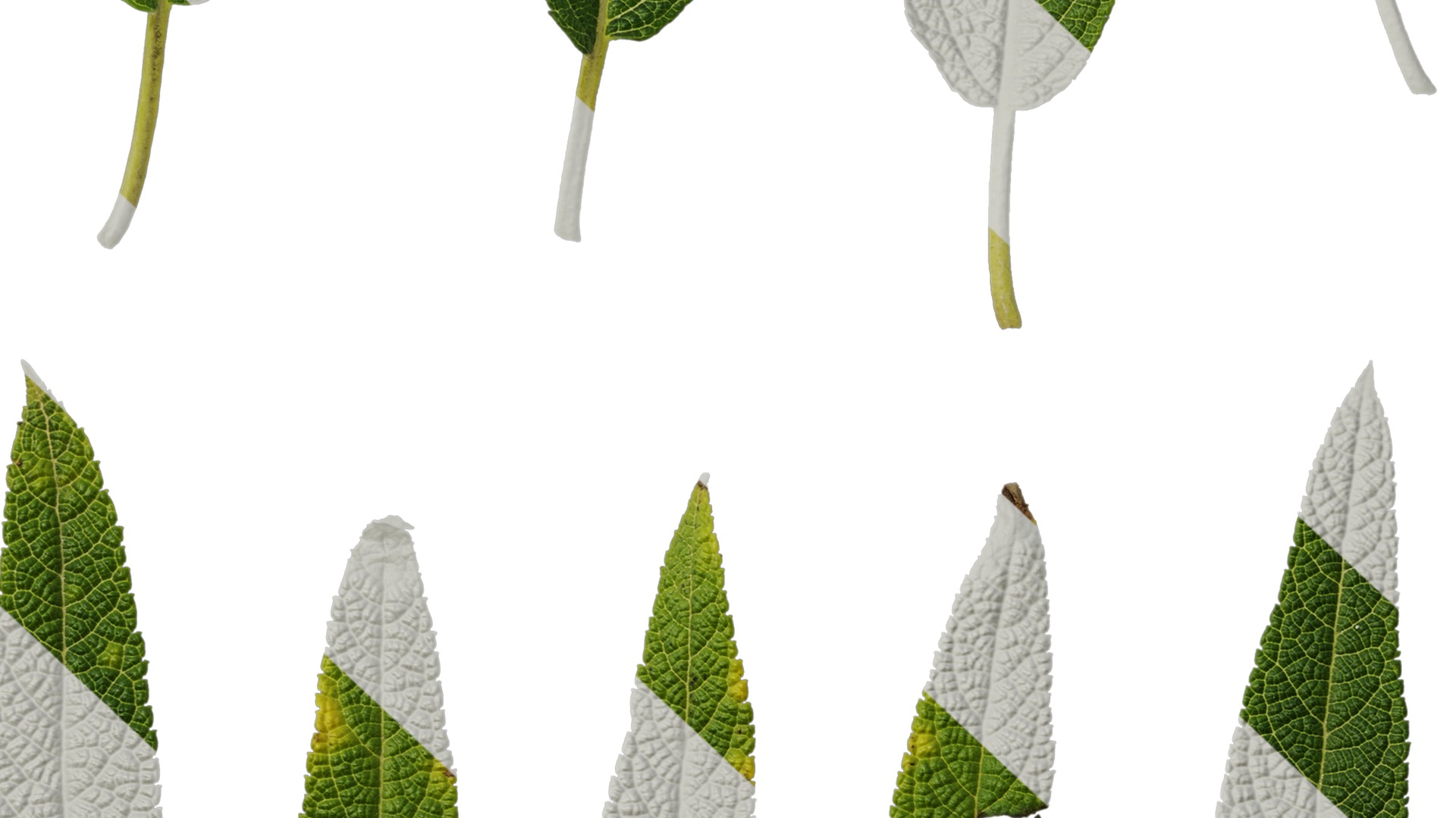 Anydrafts Salvia leucantha danielles Leaf 02 Texture_7