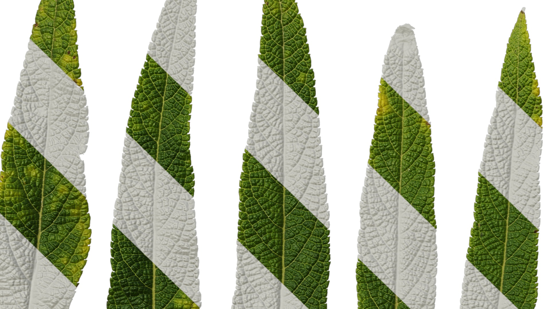 Anydrafts Salvia leucantha danielles Leaf 02 Texture_5