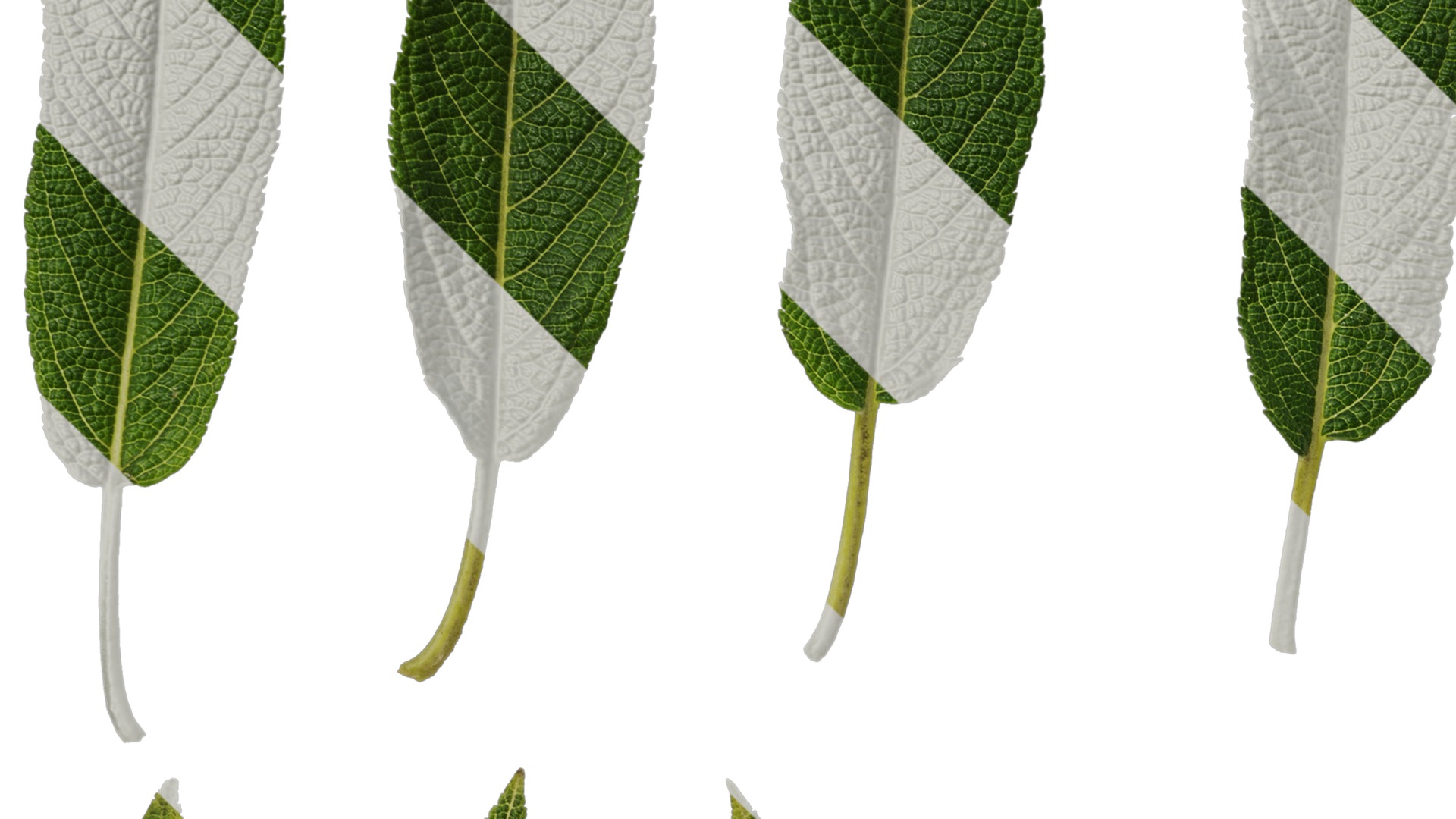 Anydrafts Salvia leucantha danielles Leaf 02 Texture_3