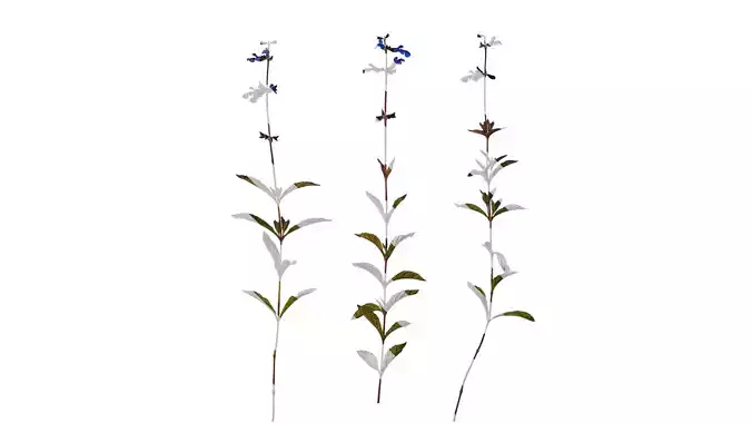 Anydrafts Salvia sinaloensis Atlas 01 Texture