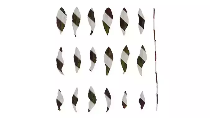 Anydrafts Salvia sinaloensis Leaf 01