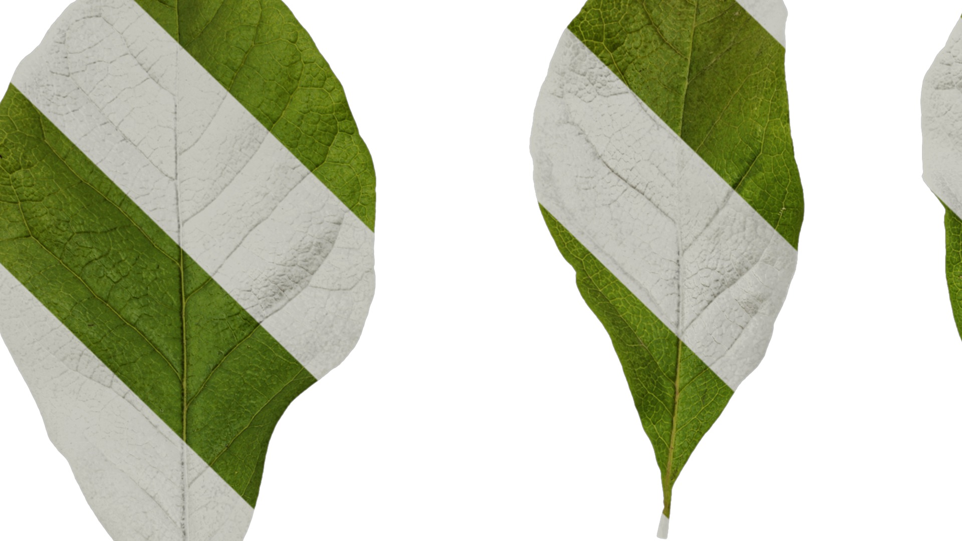 Anydrafts Magnolia liliiflora Leaf 02 Texture_1