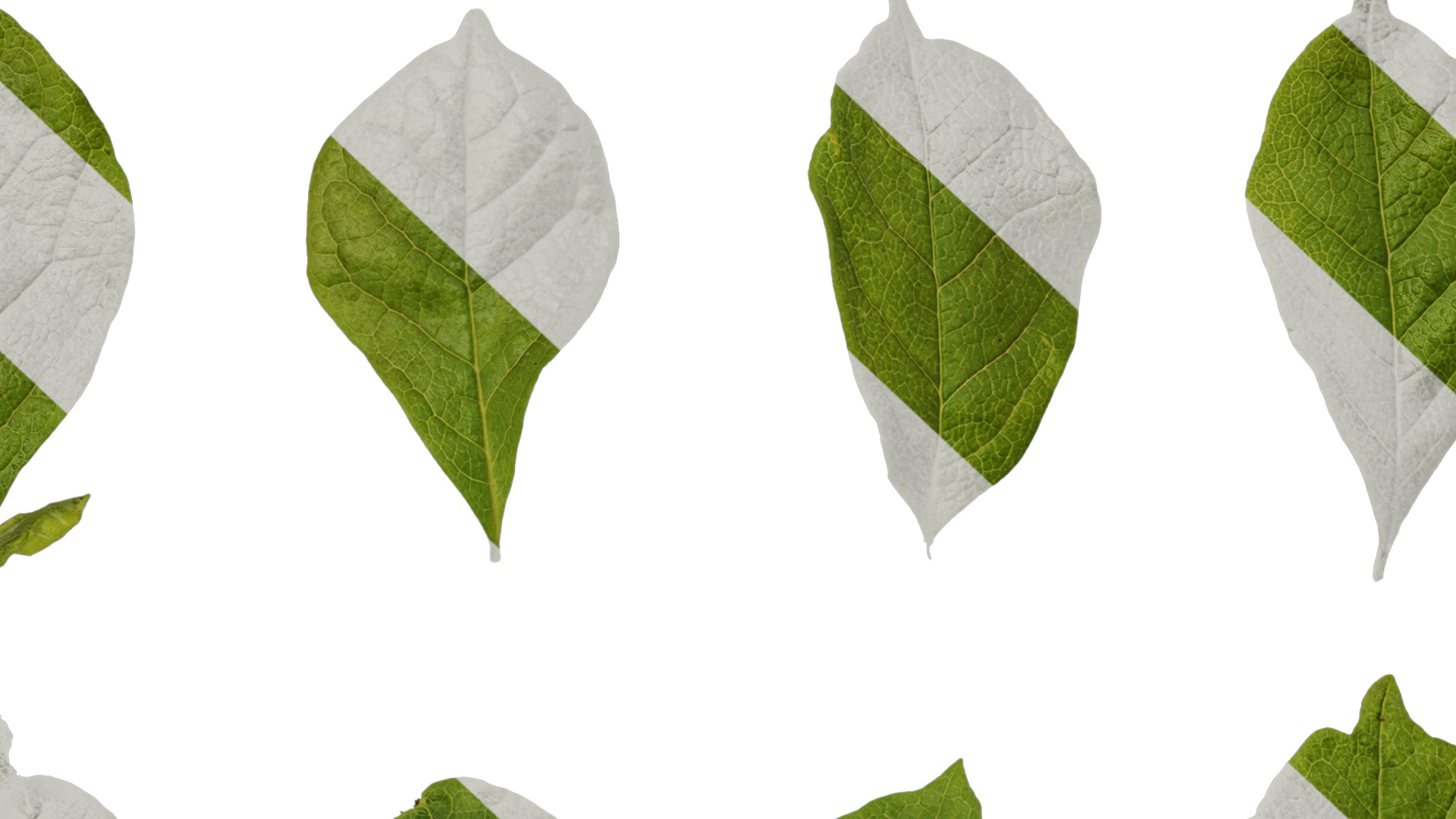 Anydrafts Magnolia liliiflora Leaf 02 Texture_7