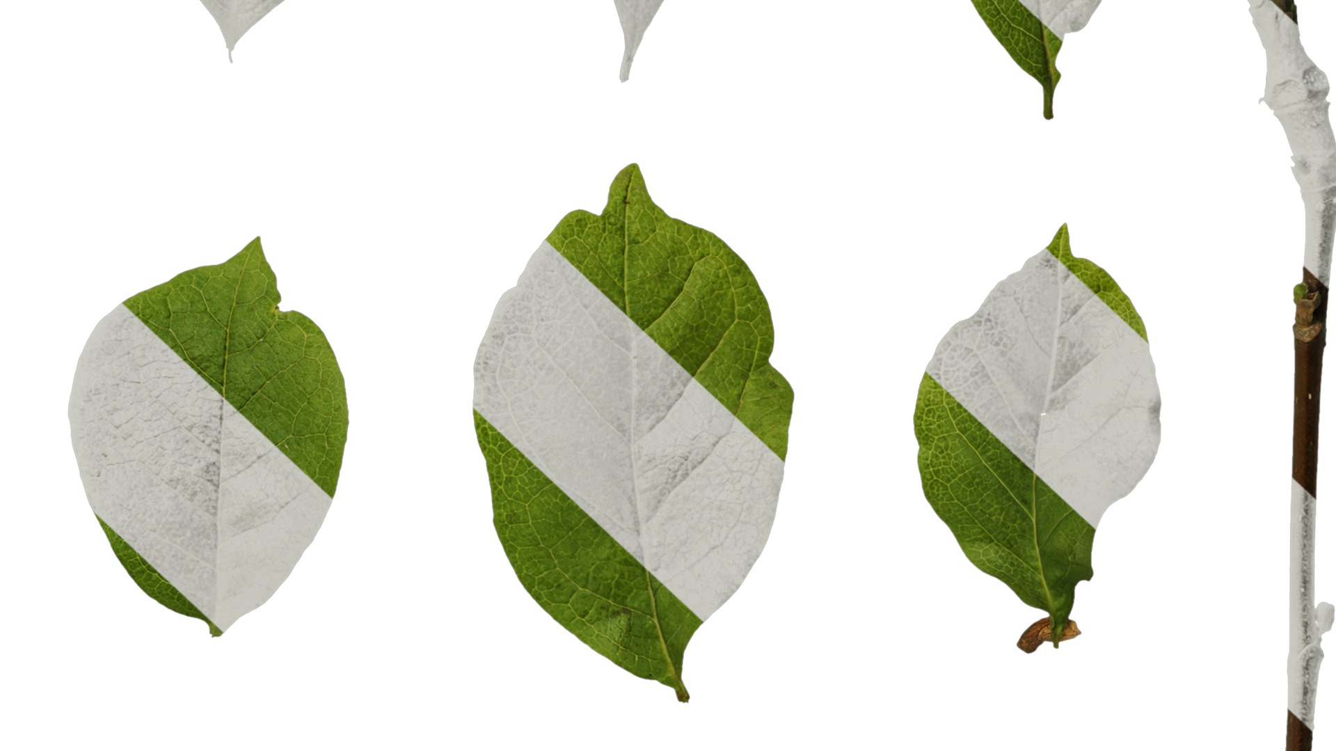 Anydrafts Magnolia liliiflora Leaf 02 Texture_6