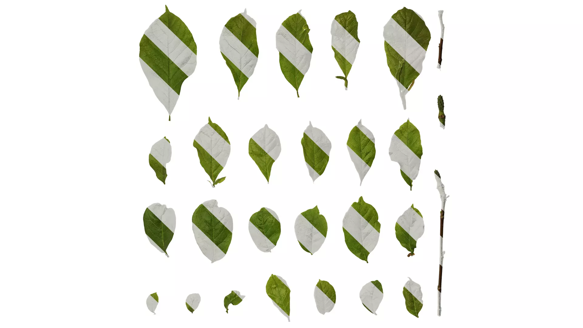 Anydrafts Magnolia liliiflora Leaf 02 Texture_0