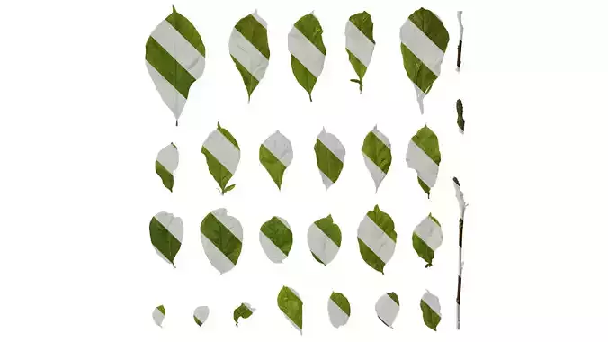 Anydrafts Magnolia liliiflora Leaf 02