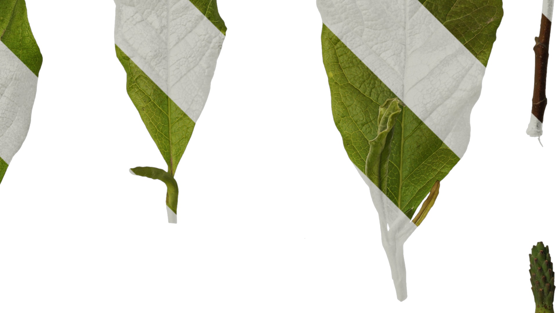 Anydrafts Magnolia liliiflora Leaf 02 Texture_2