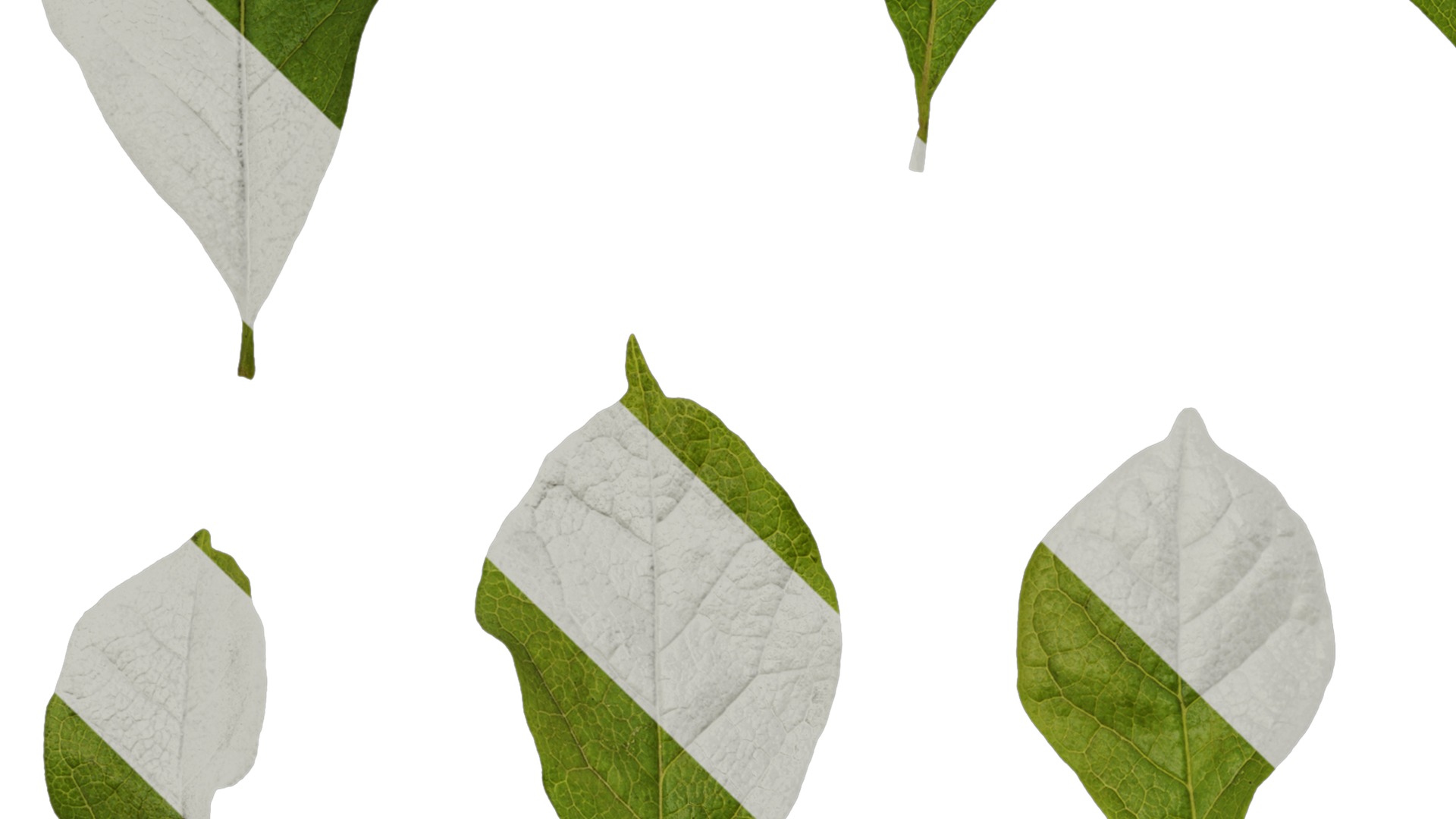 Anydrafts Magnolia liliiflora Leaf 02 Texture_3