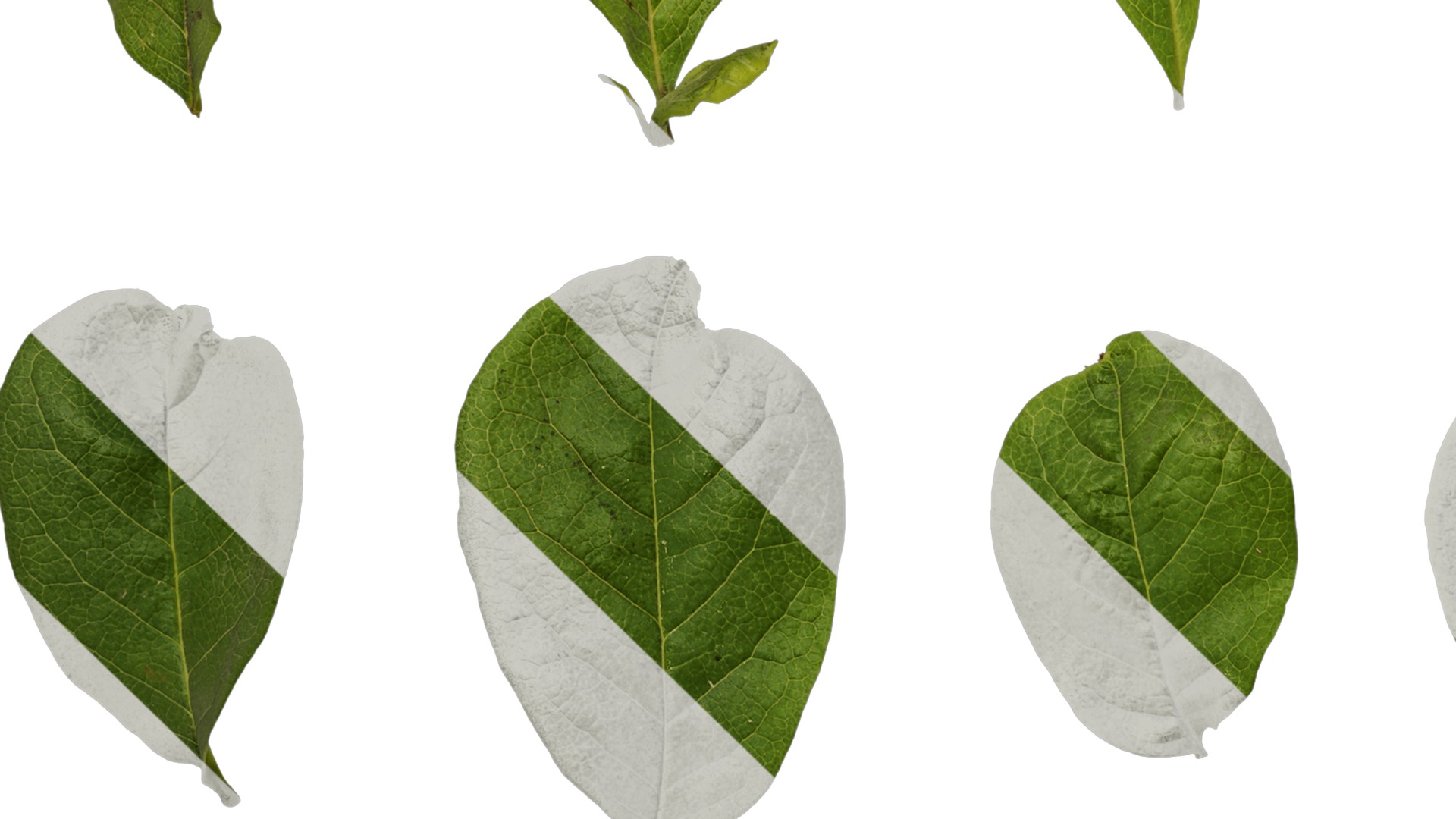 Anydrafts Magnolia liliiflora Leaf 02 Texture_5