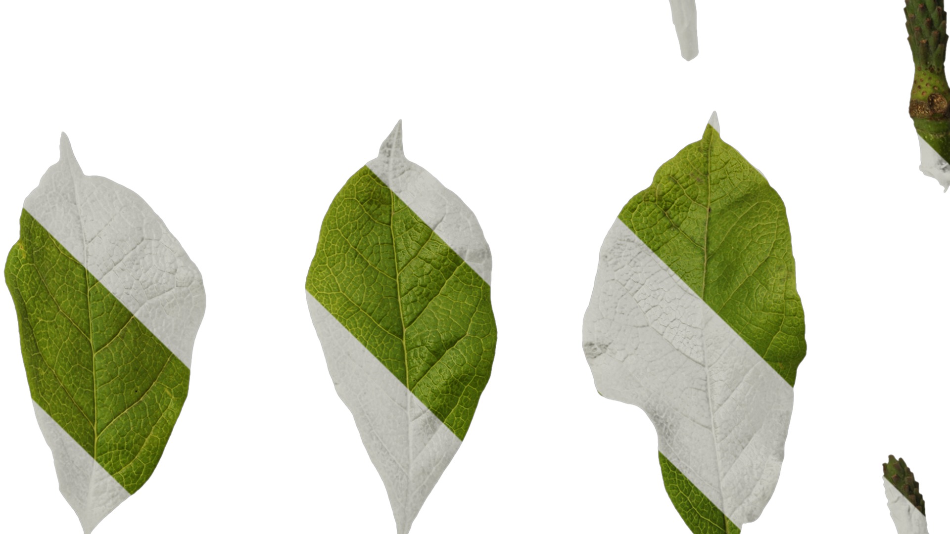 Anydrafts Magnolia liliiflora Leaf 02 Texture_4