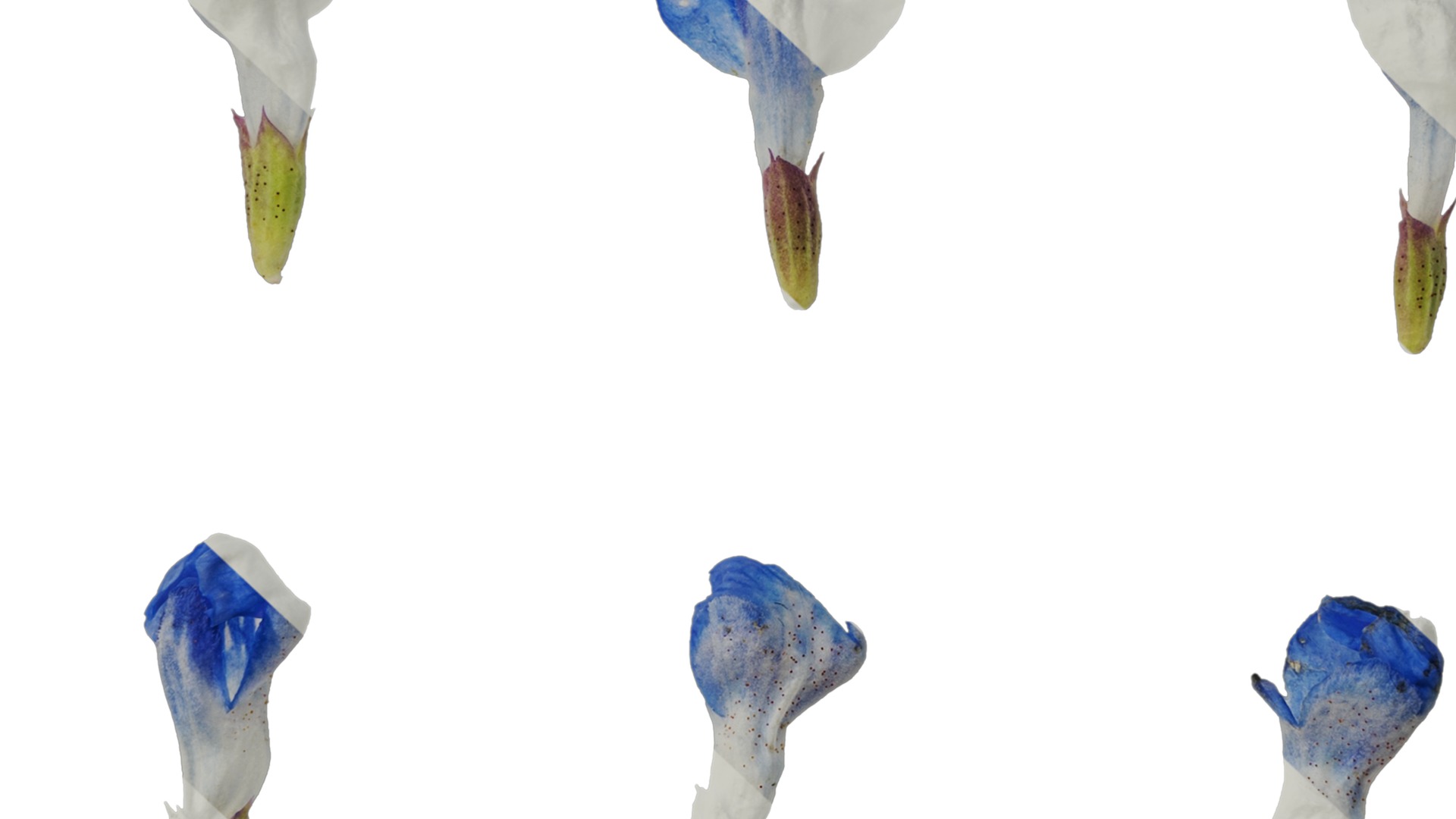 Anydrafts Salvia uliginosa Flower 01 Texture_7