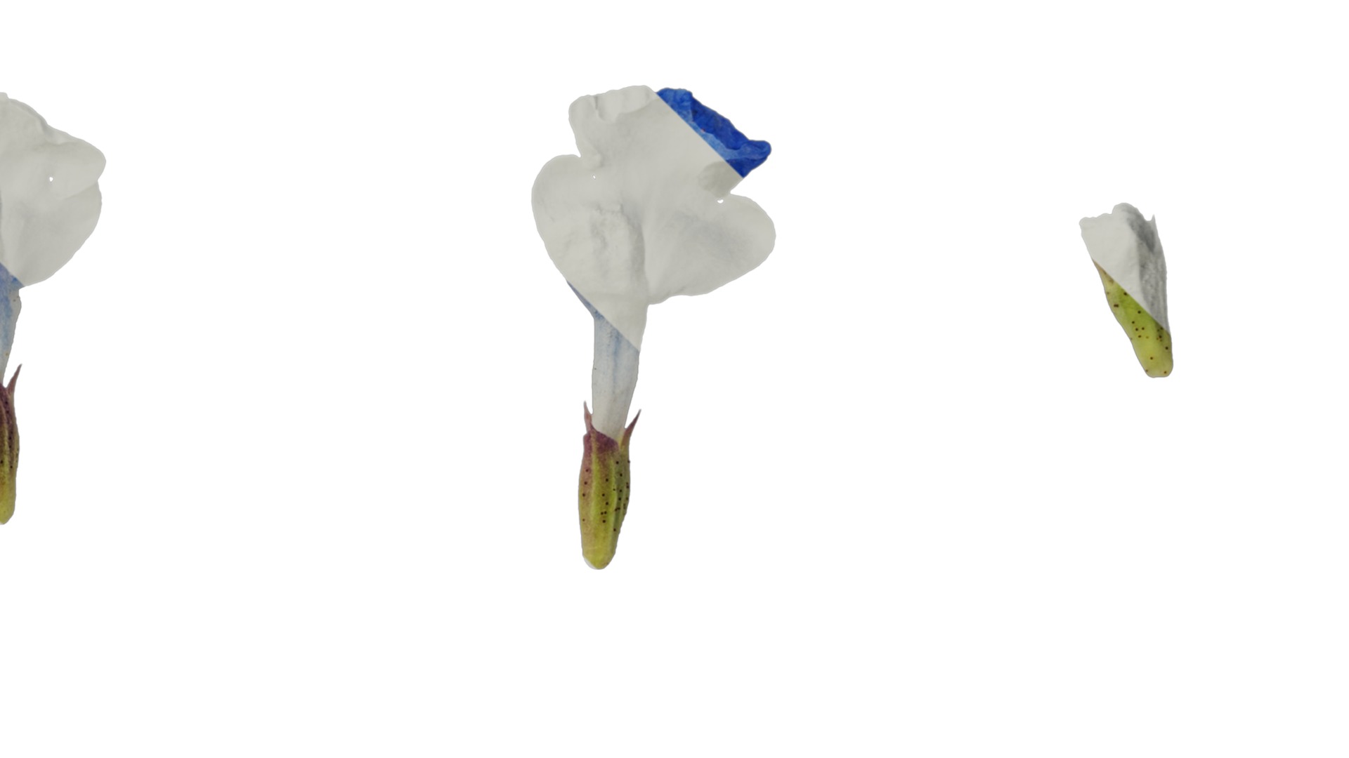 Anydrafts Salvia uliginosa Flower 01 Texture_4