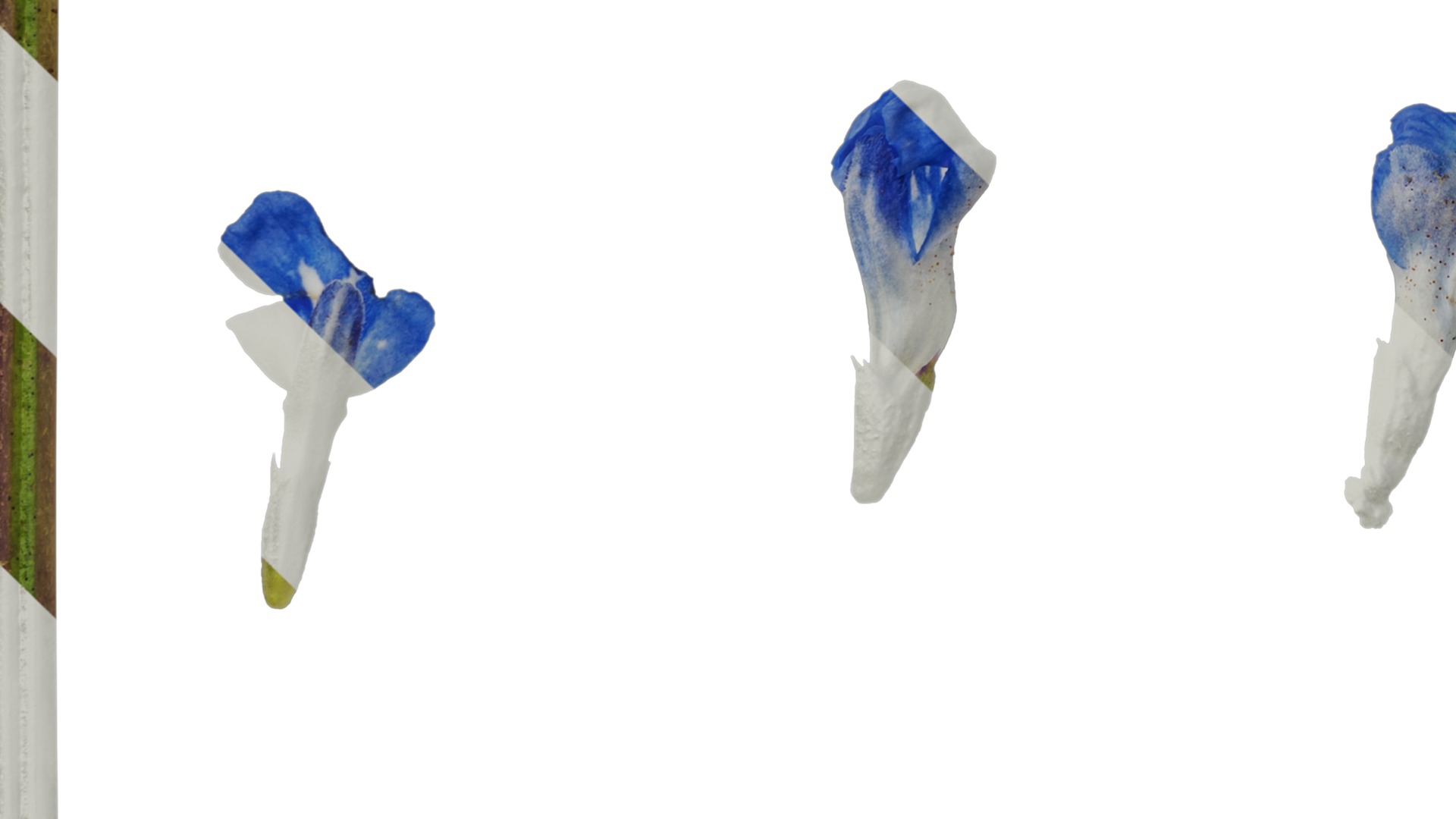 Anydrafts Salvia uliginosa Flower 01 Texture_5