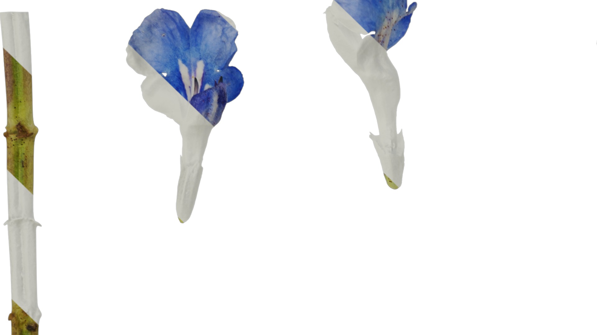 Anydrafts Salvia uliginosa Flower 01 Texture_1