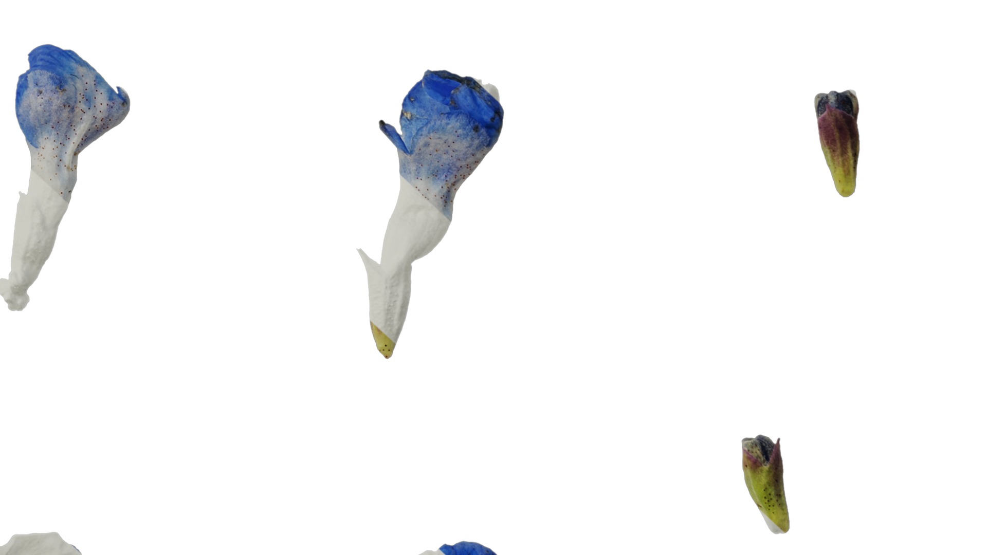 Anydrafts Salvia uliginosa Flower 01 Texture_6