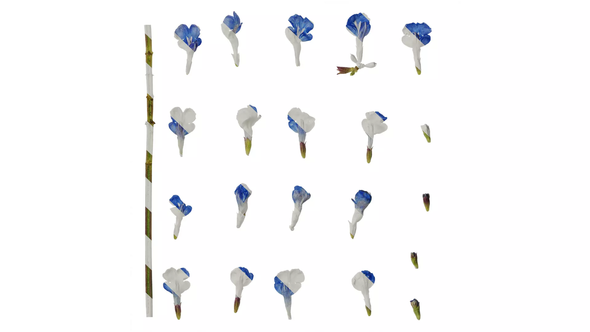 Anydrafts Salvia uliginosa Flower 01 Texture_0