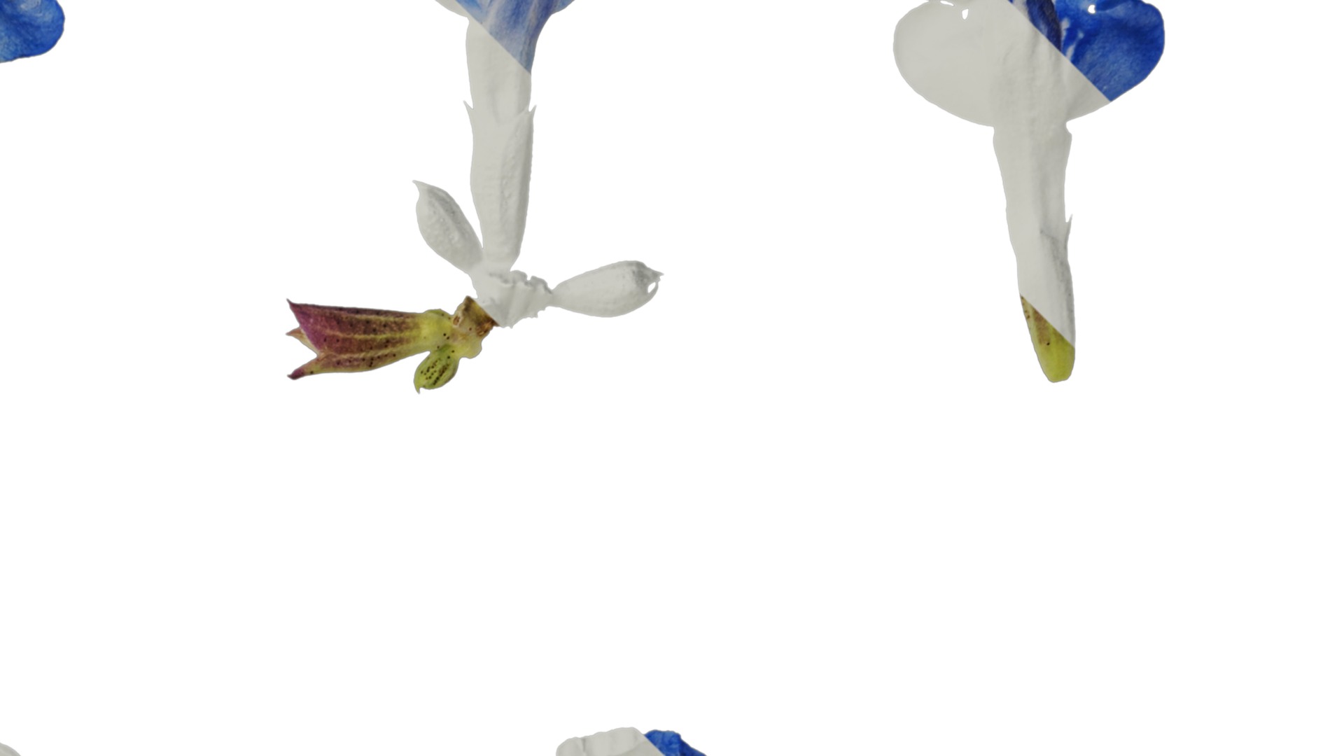 Anydrafts Salvia uliginosa Flower 01 Texture_2