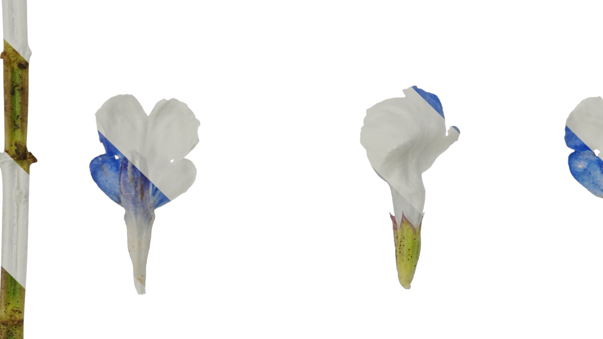 Anydrafts Salvia uliginosa Flower 01 Texture_3