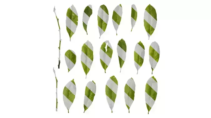 Anydrafts Magnolia tomentosa Leaf 01
