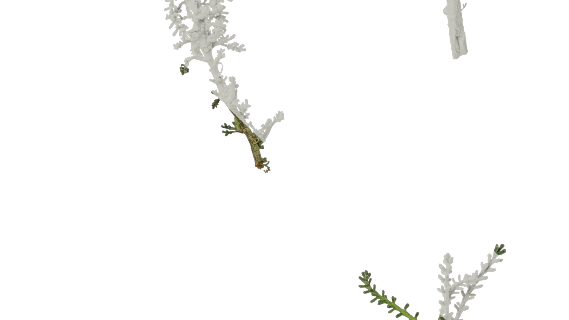 Anydrafts Santolina chamaecyparissus Atlas 01 Texture_4