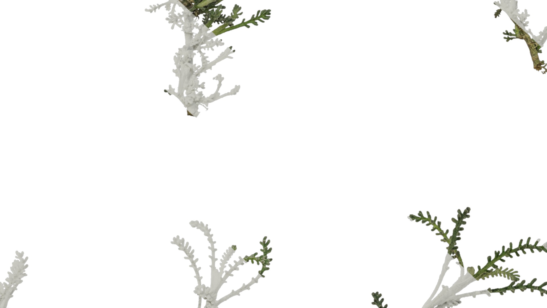 Anydrafts Santolina chamaecyparissus Atlas 01 Texture_7