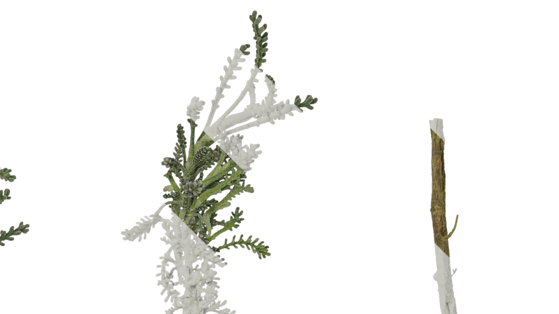 Anydrafts Santolina chamaecyparissus Atlas 01 Texture_2