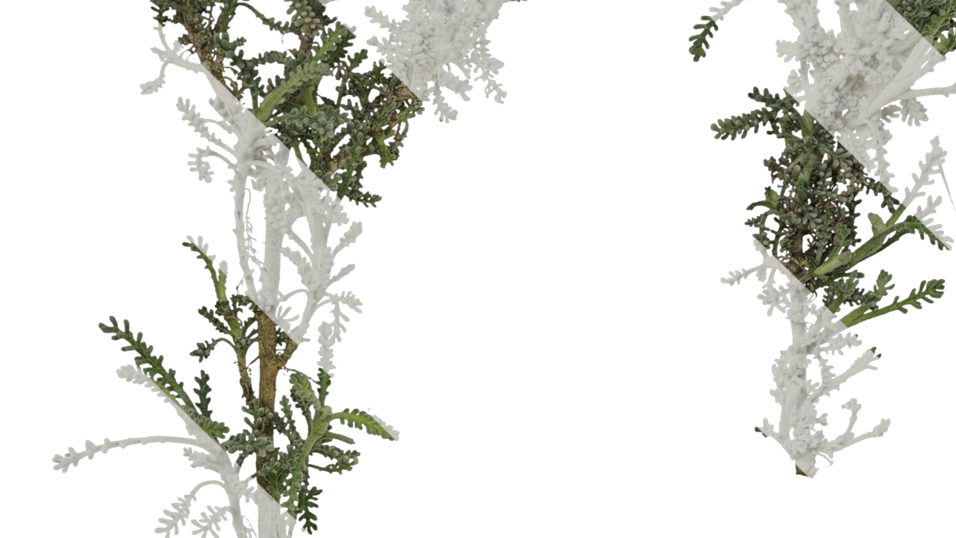 Anydrafts Santolina chamaecyparissus Atlas 01 Texture_3