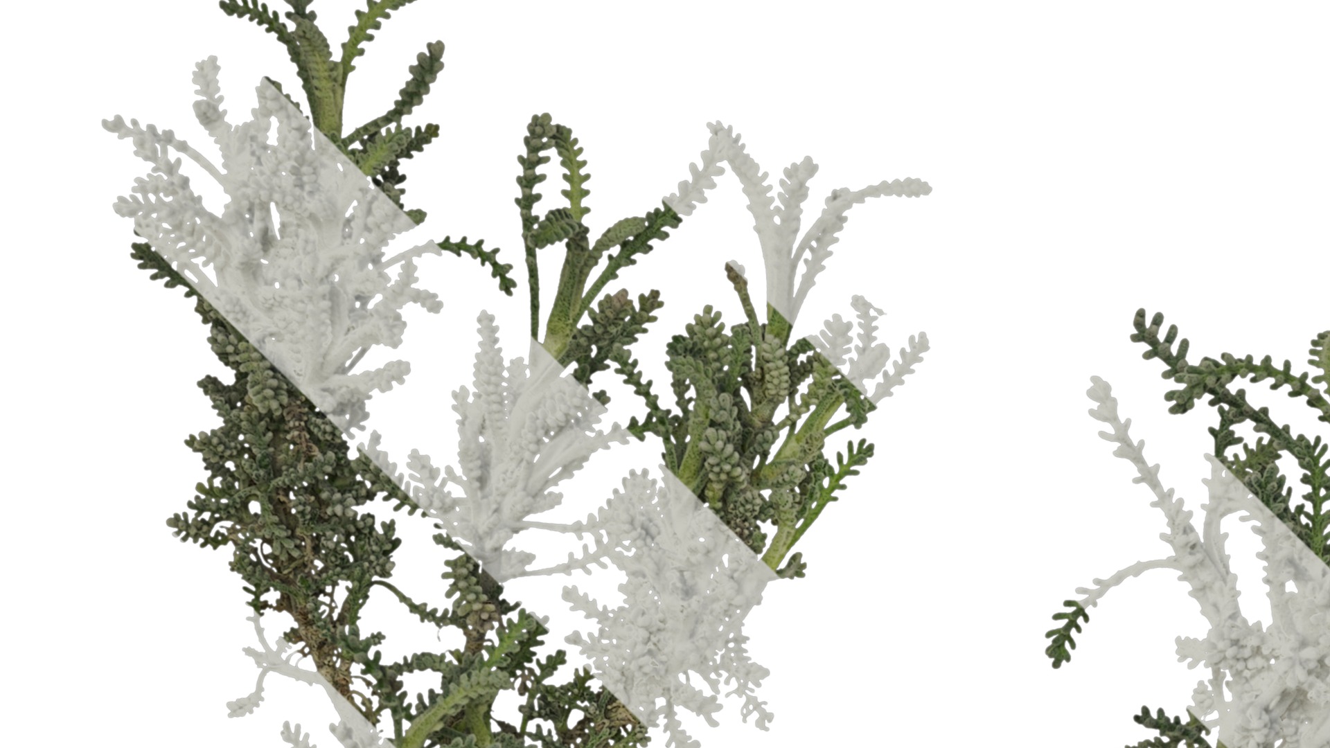 Anydrafts Santolina chamaecyparissus Atlas 01 Texture_1