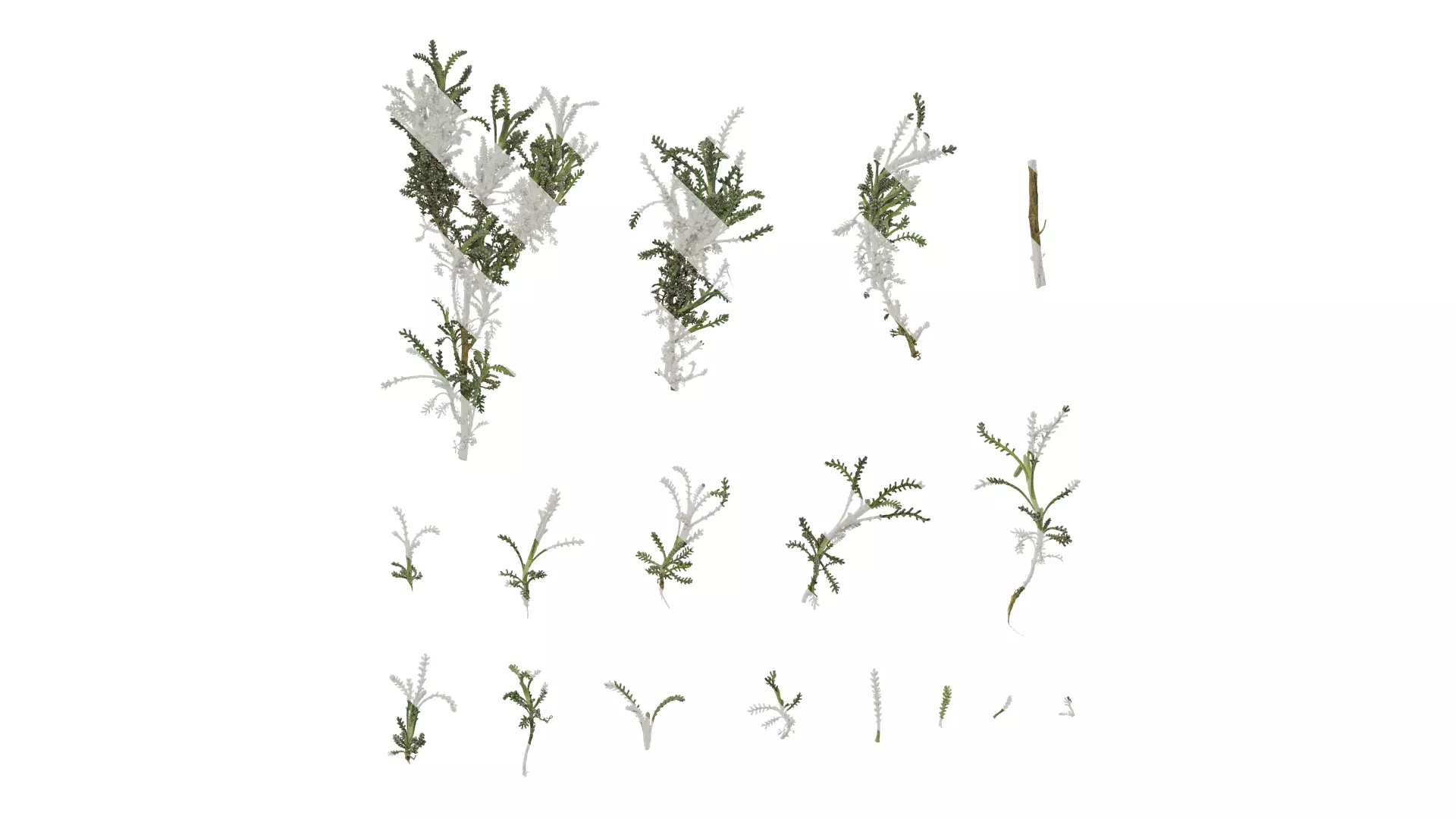 Anydrafts Santolina chamaecyparissus Atlas 01 Texture_0