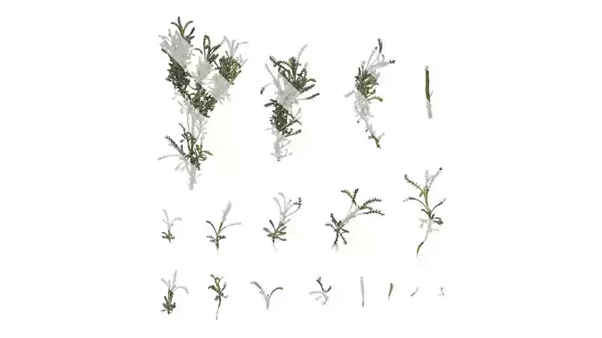 Anydrafts Santolina chamaecyparissus Atlas 01