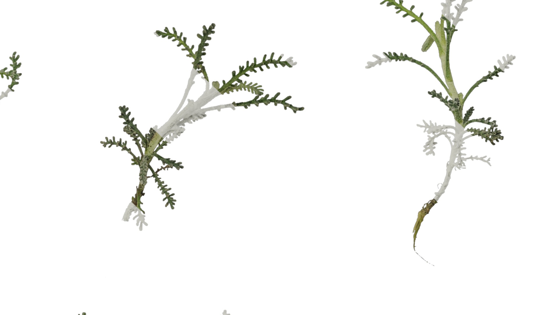 Anydrafts Santolina chamaecyparissus Atlas 01 Texture_6