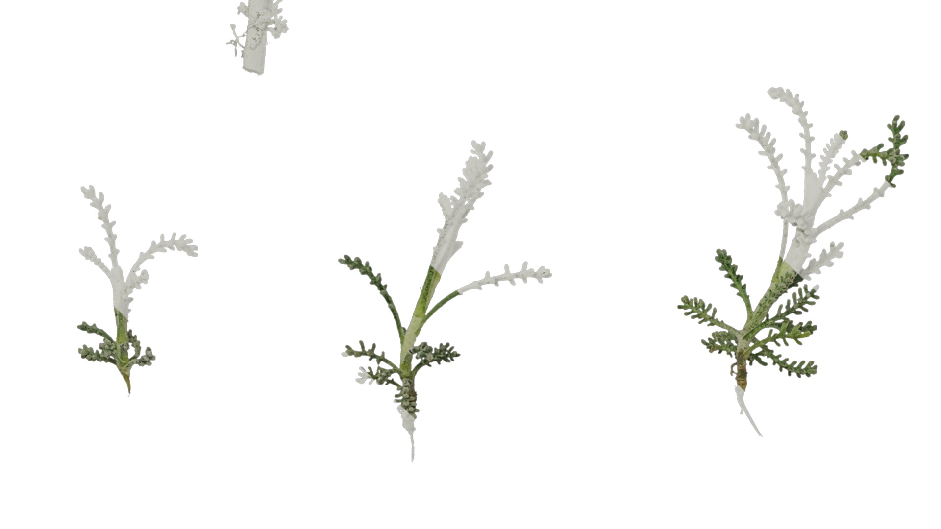 Anydrafts Santolina chamaecyparissus Atlas 01 Texture_5