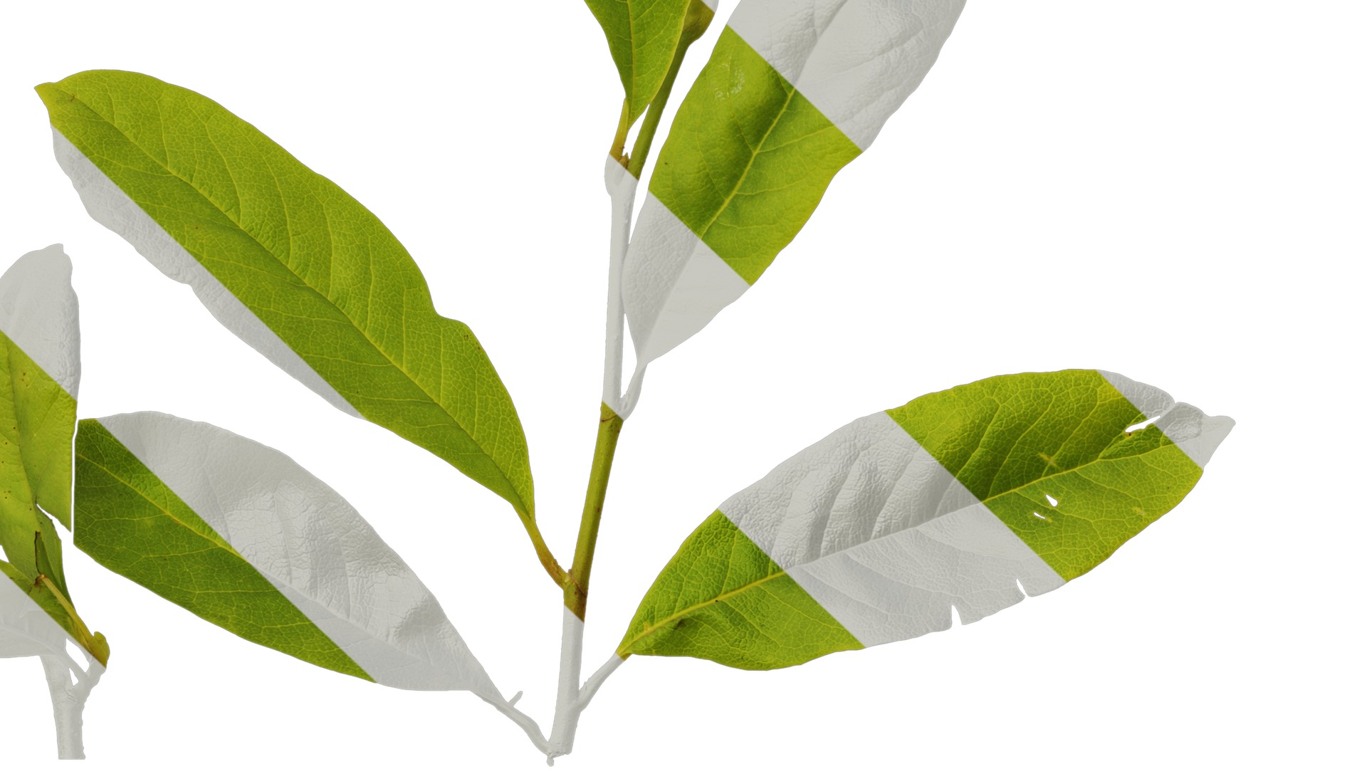 Anydrafts Magnolia tomentosa Leaf 02 Texture_7