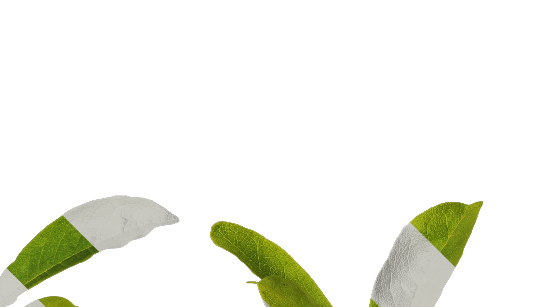 Anydrafts Magnolia tomentosa Leaf 02 Texture_2