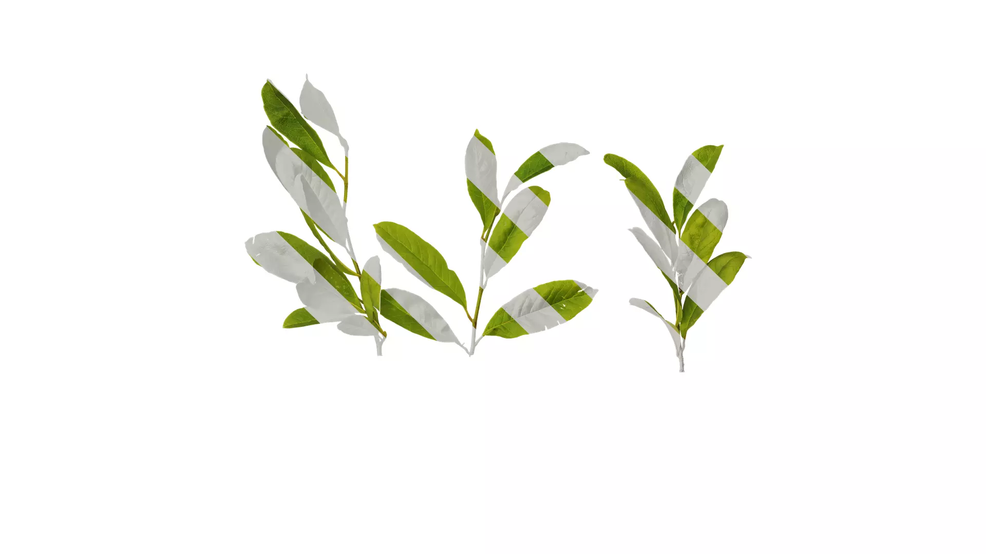 Anydrafts Magnolia tomentosa Leaf 02 Texture_0