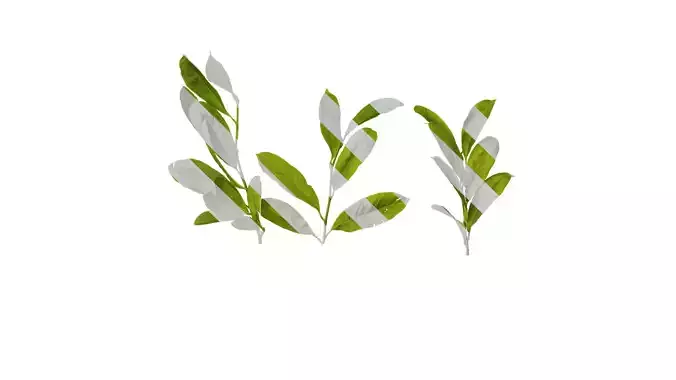 Anydrafts Magnolia tomentosa Leaf 02