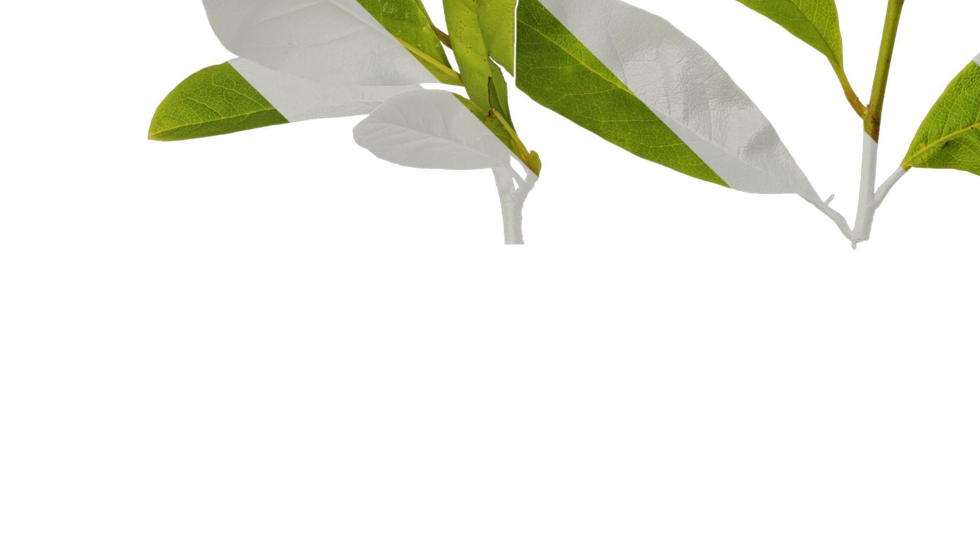 Anydrafts Magnolia tomentosa Leaf 02 Texture_5