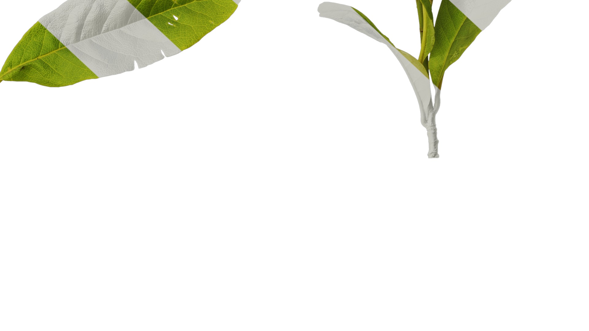 Anydrafts Magnolia tomentosa Leaf 02 Texture_6