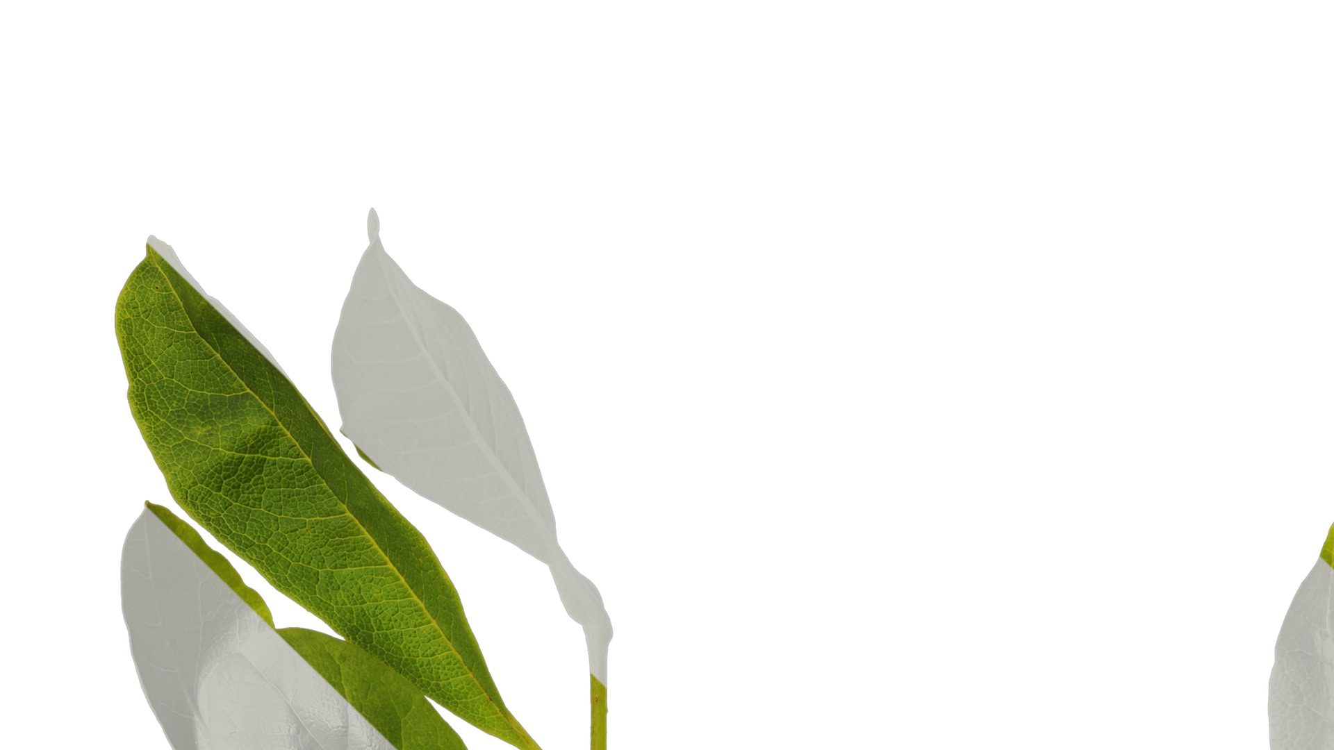 Anydrafts Magnolia tomentosa Leaf 02 Texture_1