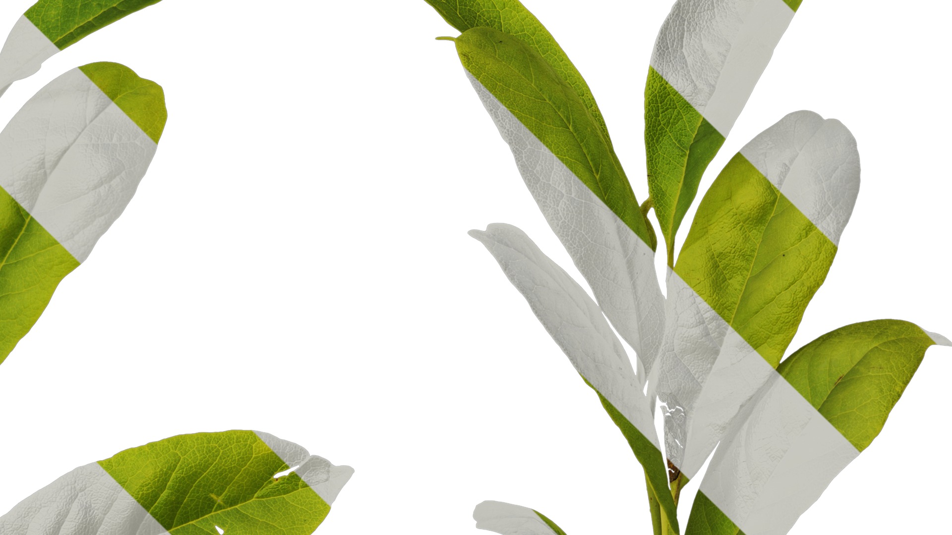 Anydrafts Magnolia tomentosa Leaf 02 Texture_4